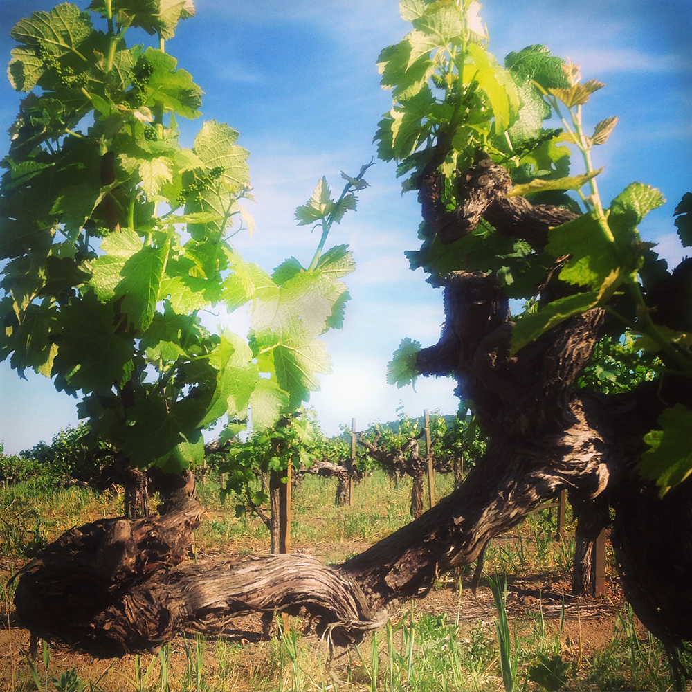 o Kalon Vineyard Old-Vine Sauvignon Blanc