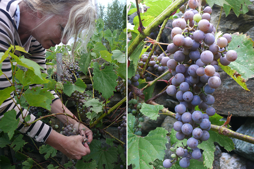 Deirdre Heekin with Frontenac Gris grapes