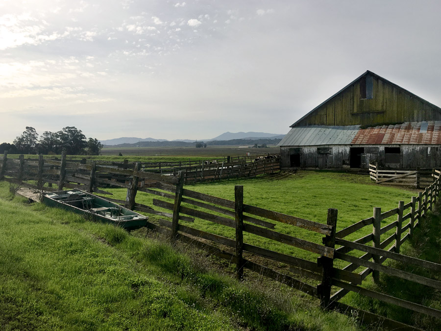 The approach to Blue Wing Vineyard passes a working dairy barn